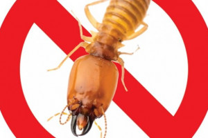 Dịch vụ diệt mối giá rẻ uy tín tại Hưng Yên Hải Dương Dịch vụ diệt mối giá rẻ uy tín tại Hưng Yên Hải Dương